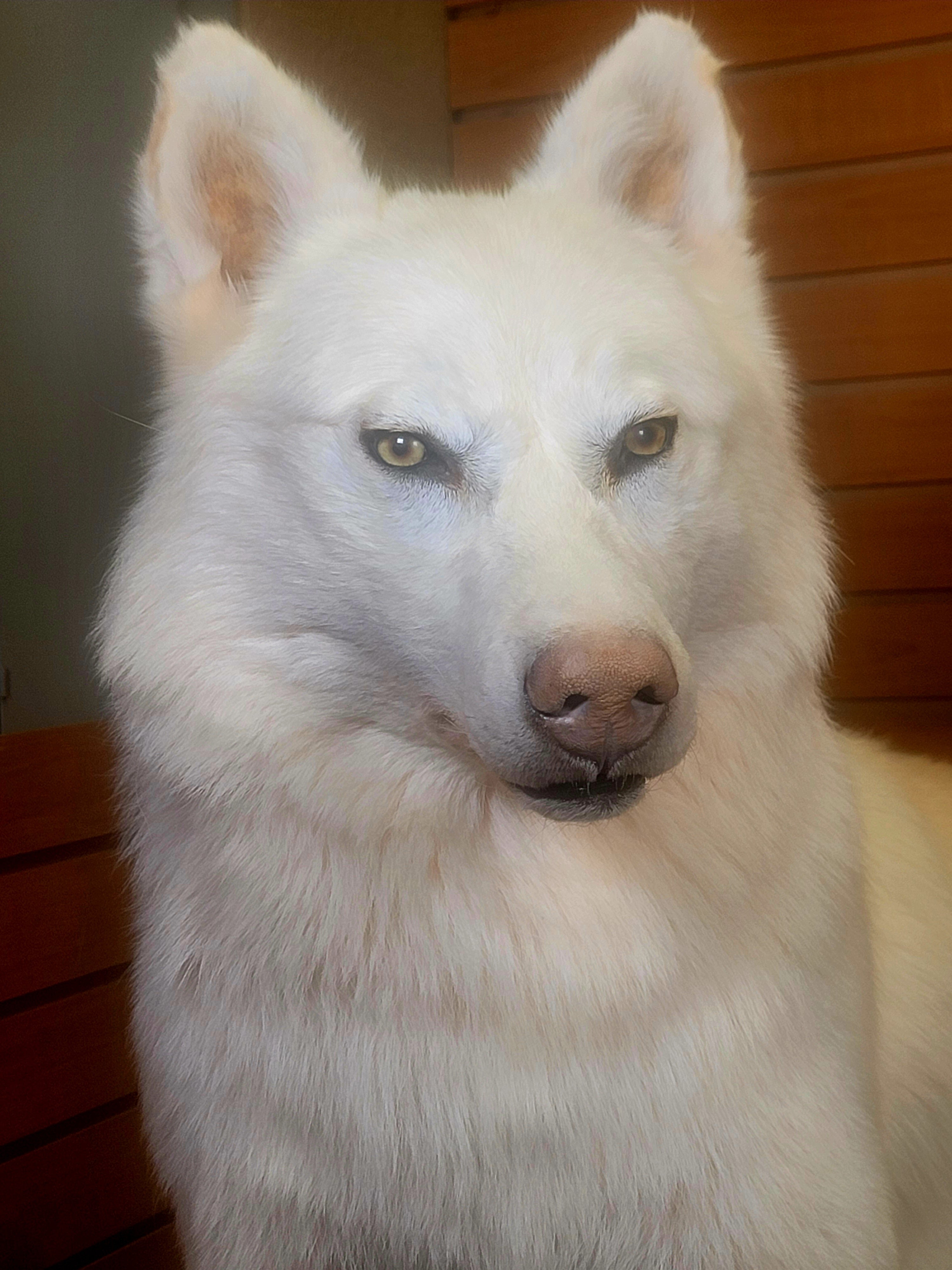 FHWOLF300- Rare White Wolf Lifesize Taxidermy Mount