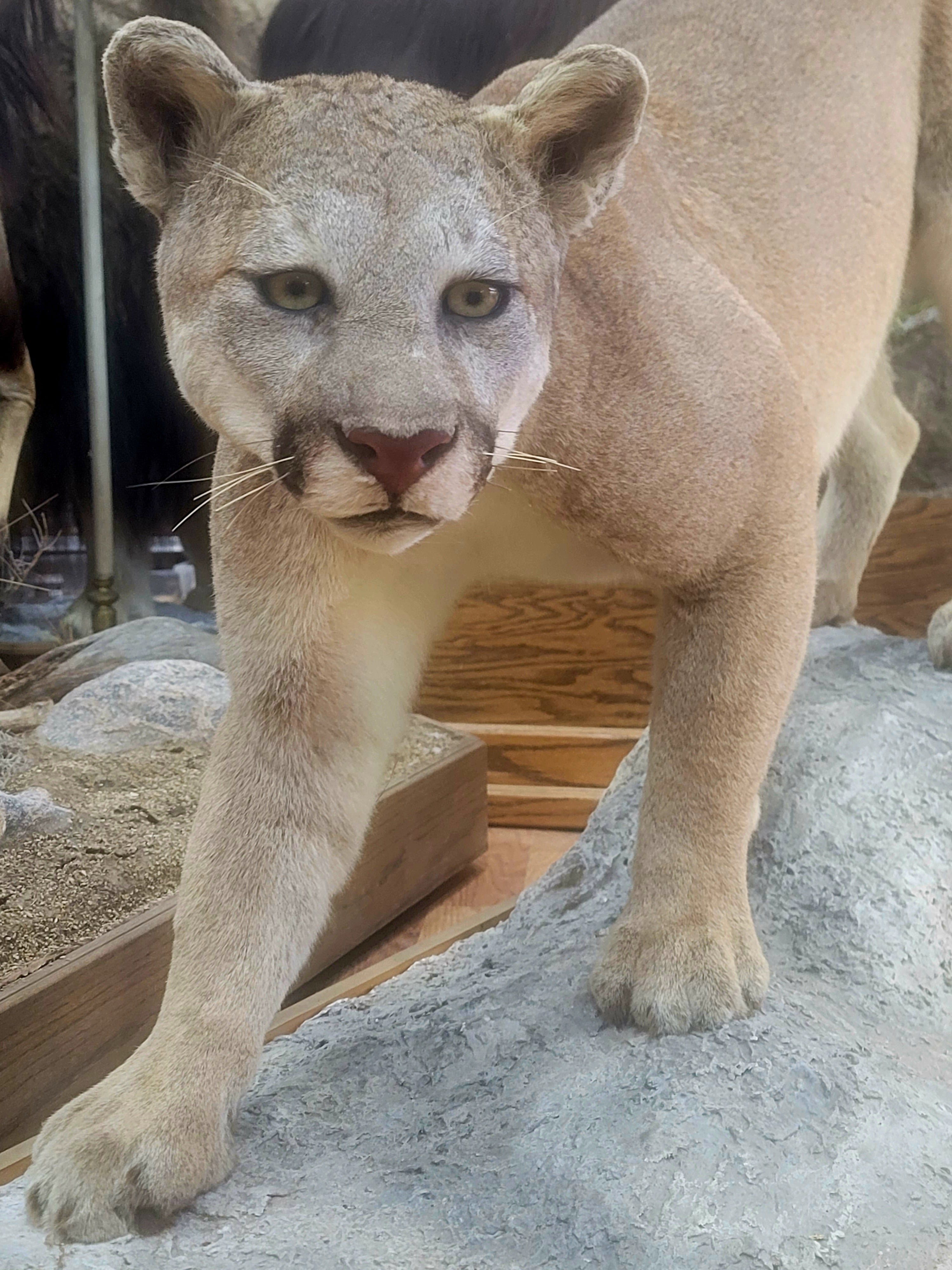 FHCOU300- Cougar Lifesize Taxidermy Mount