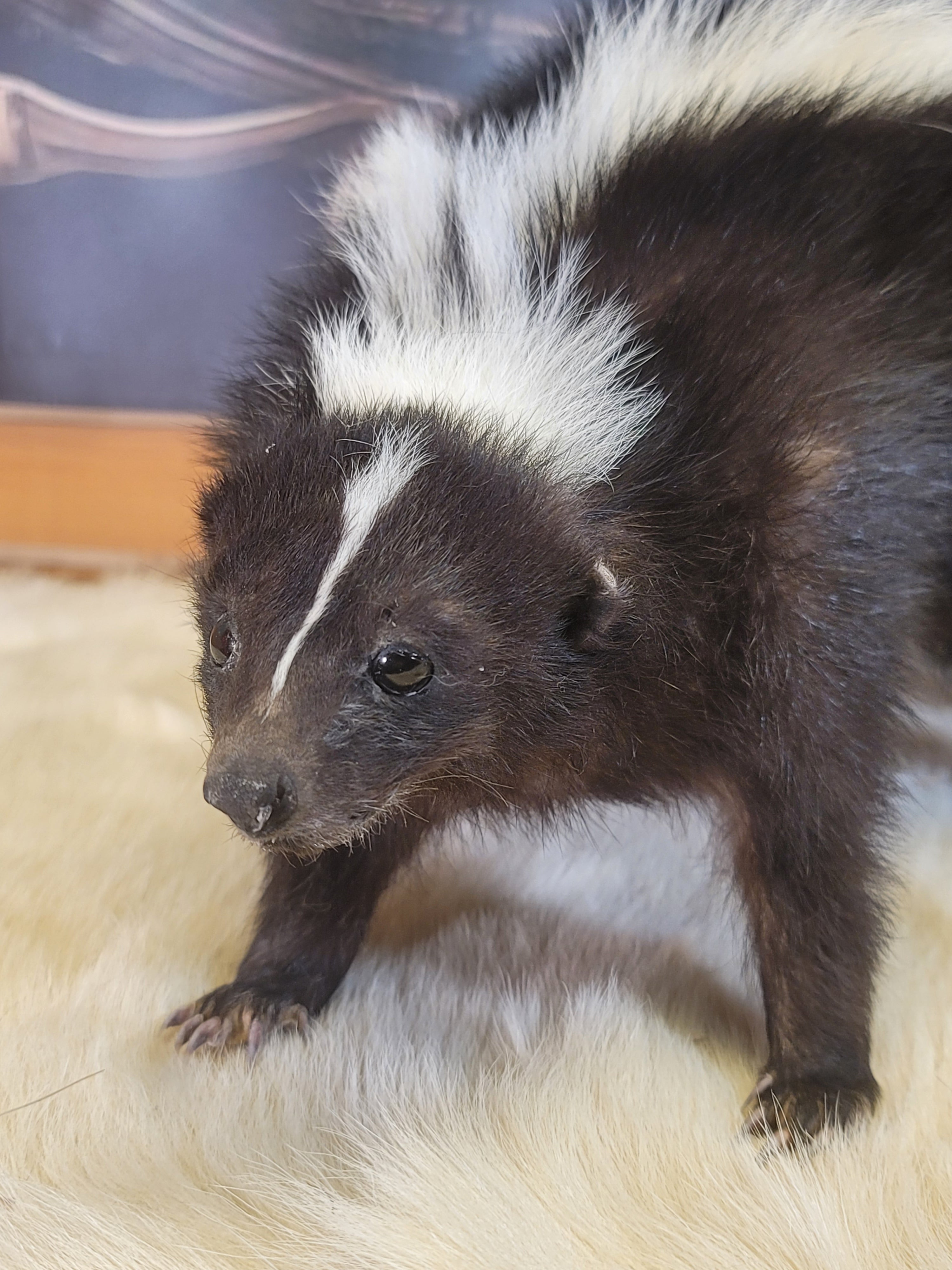 FHSKU306- Skunk Taxidermy Mount