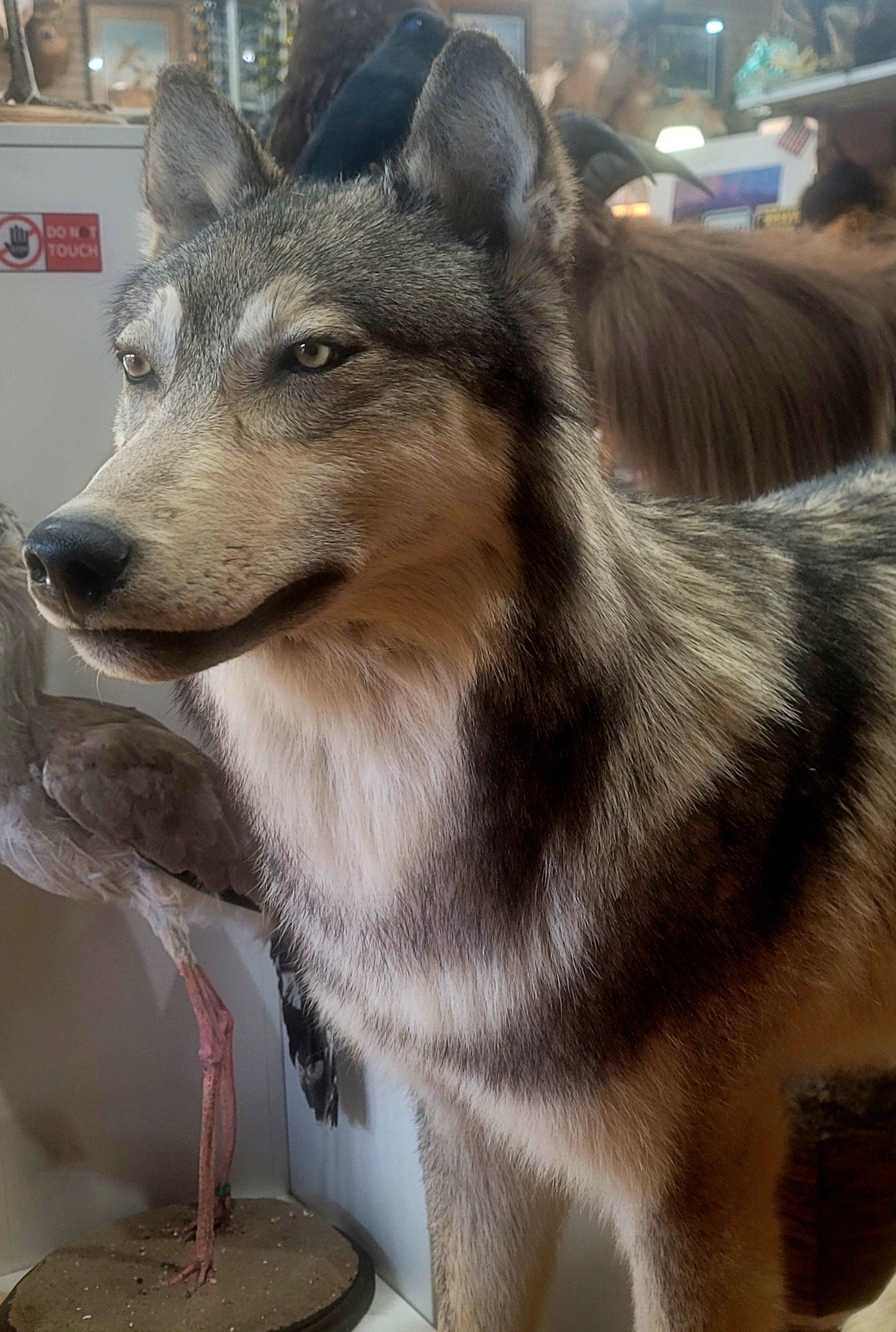 FHWOLF301- Grey Wolf Lifesize Taxidermy Mount