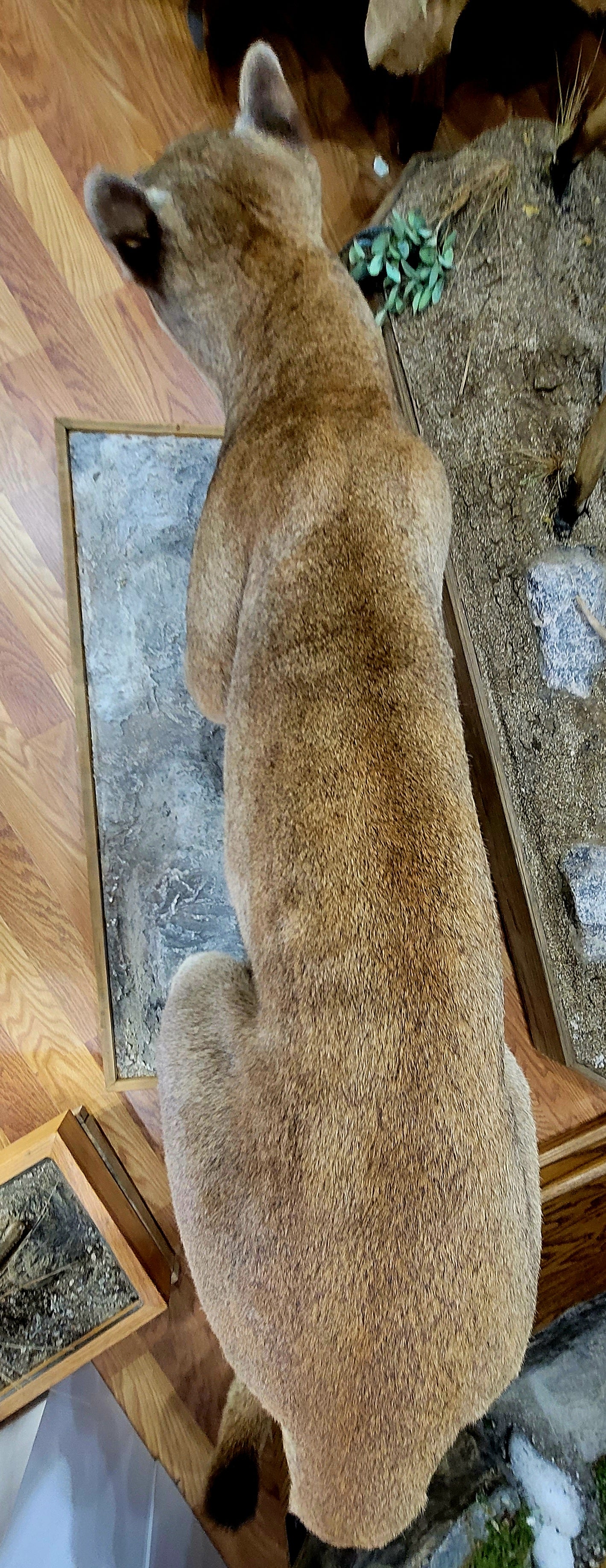 FHCOU300- Cougar Lifesize Taxidermy Mount