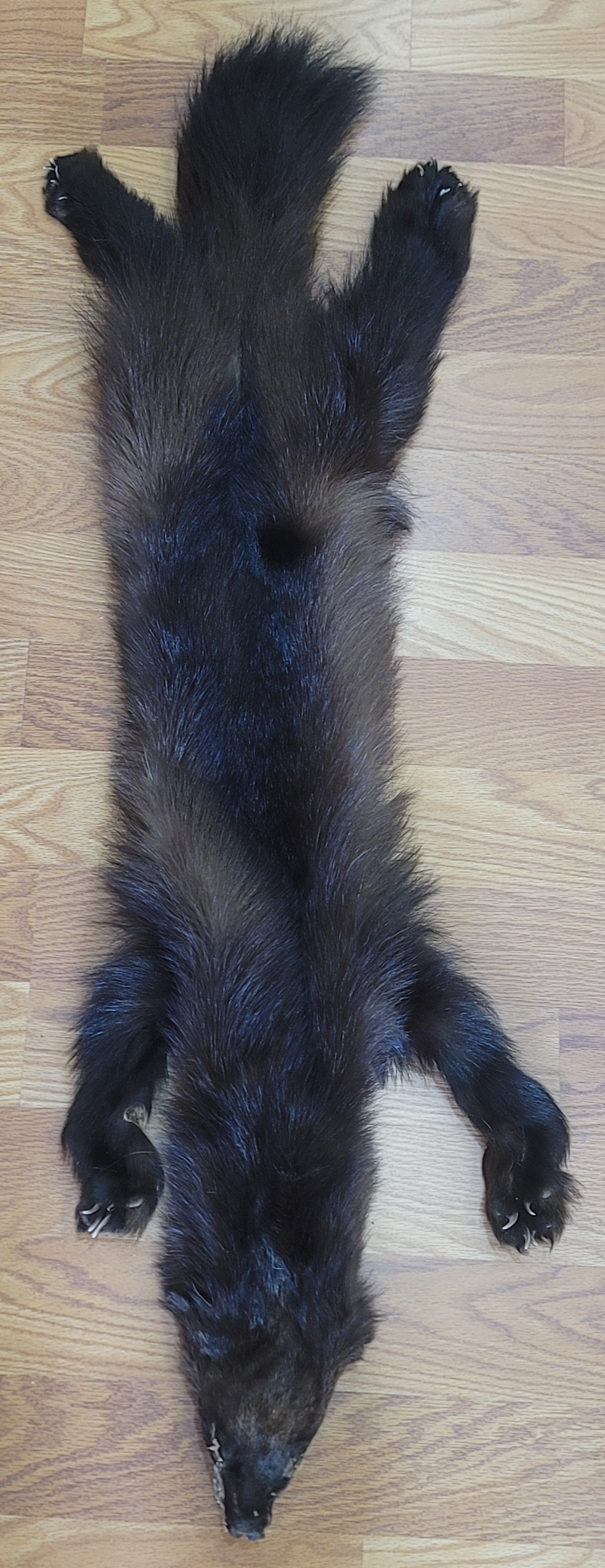 FHWVR301- Wolverine Pelt Taxidermy