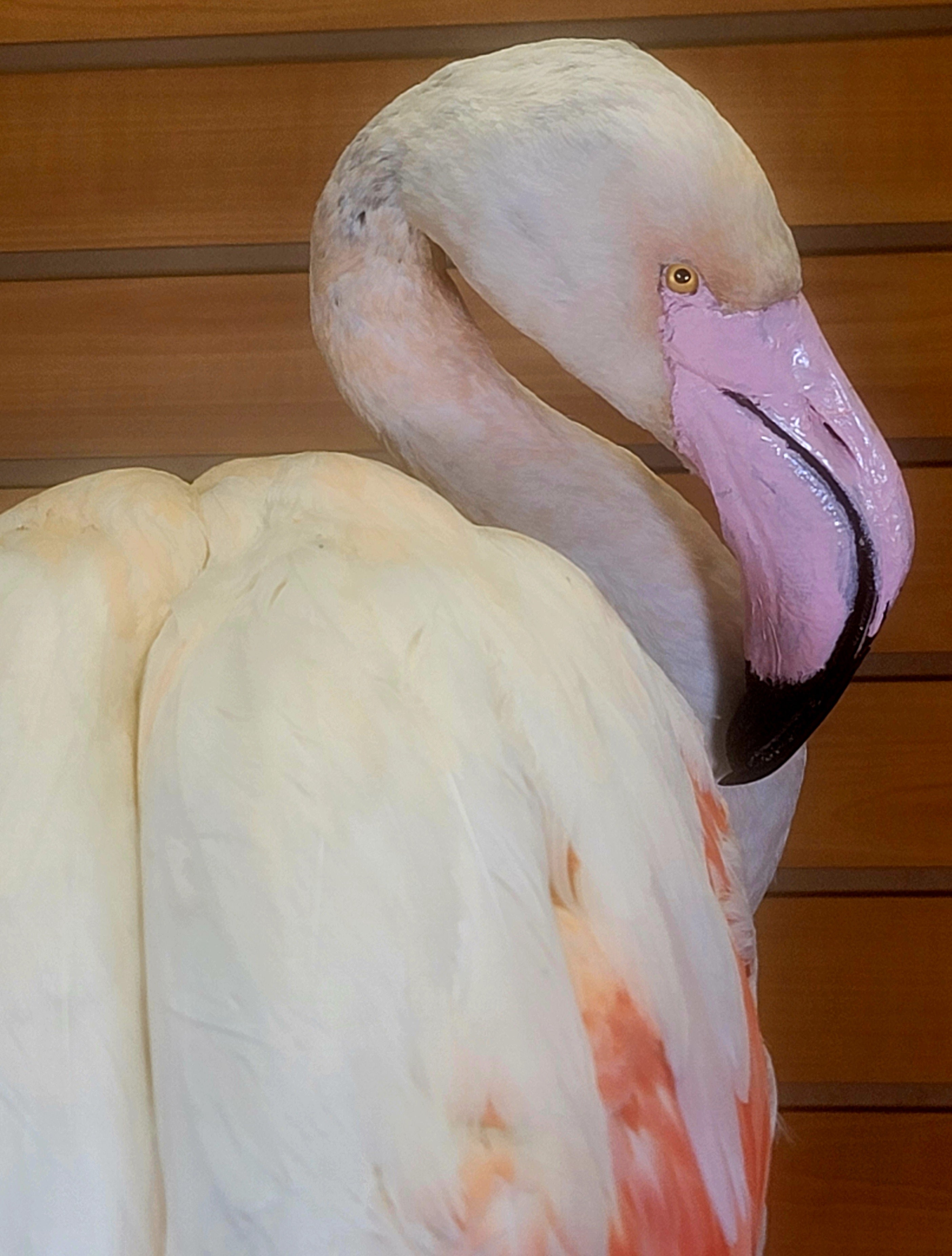 FHFLA303- Chilean Flamingo Lifesize Taxidermy Mount
