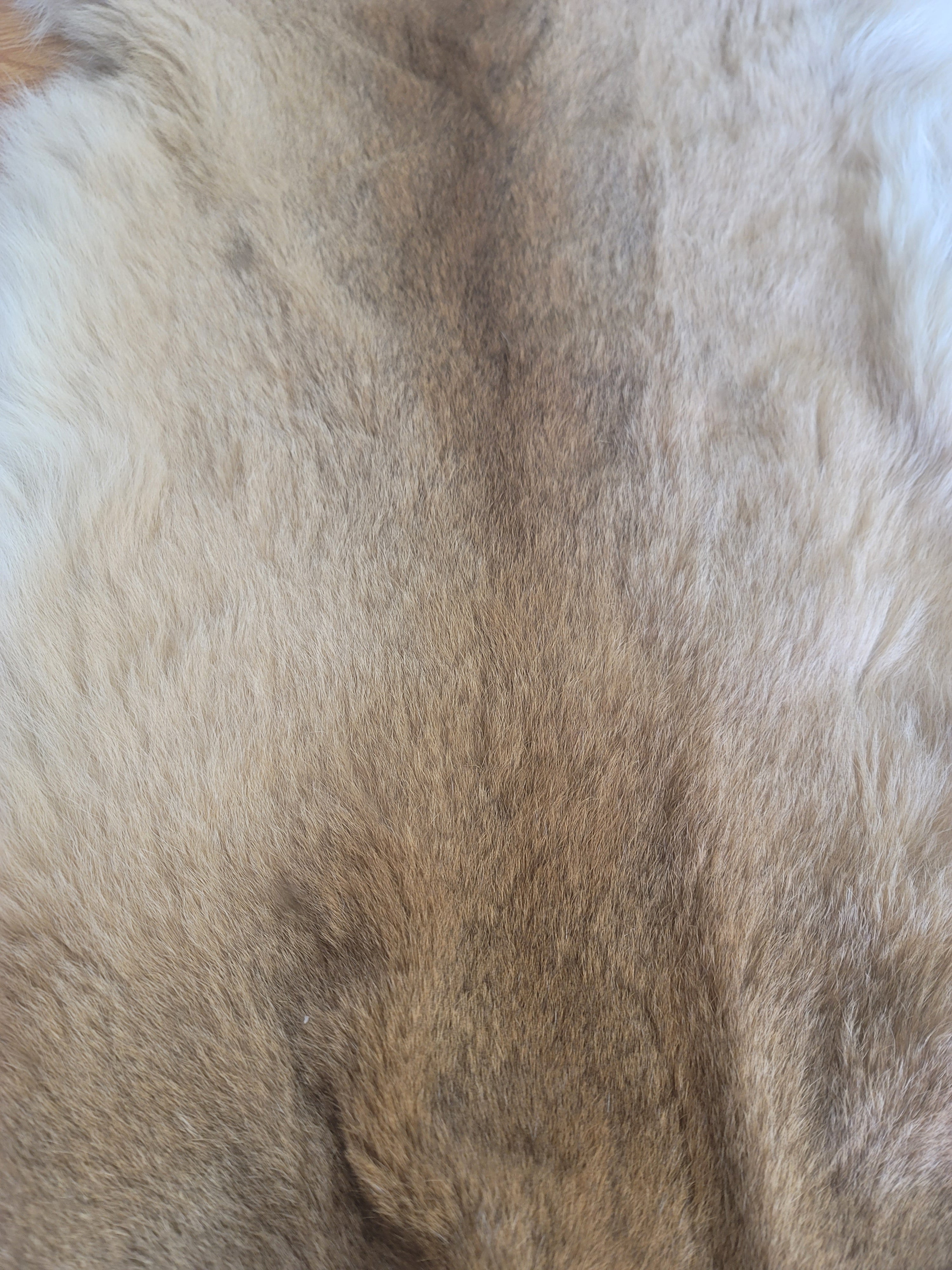 FHMLI300- Mountain Lion Taxidermy Mount Rug