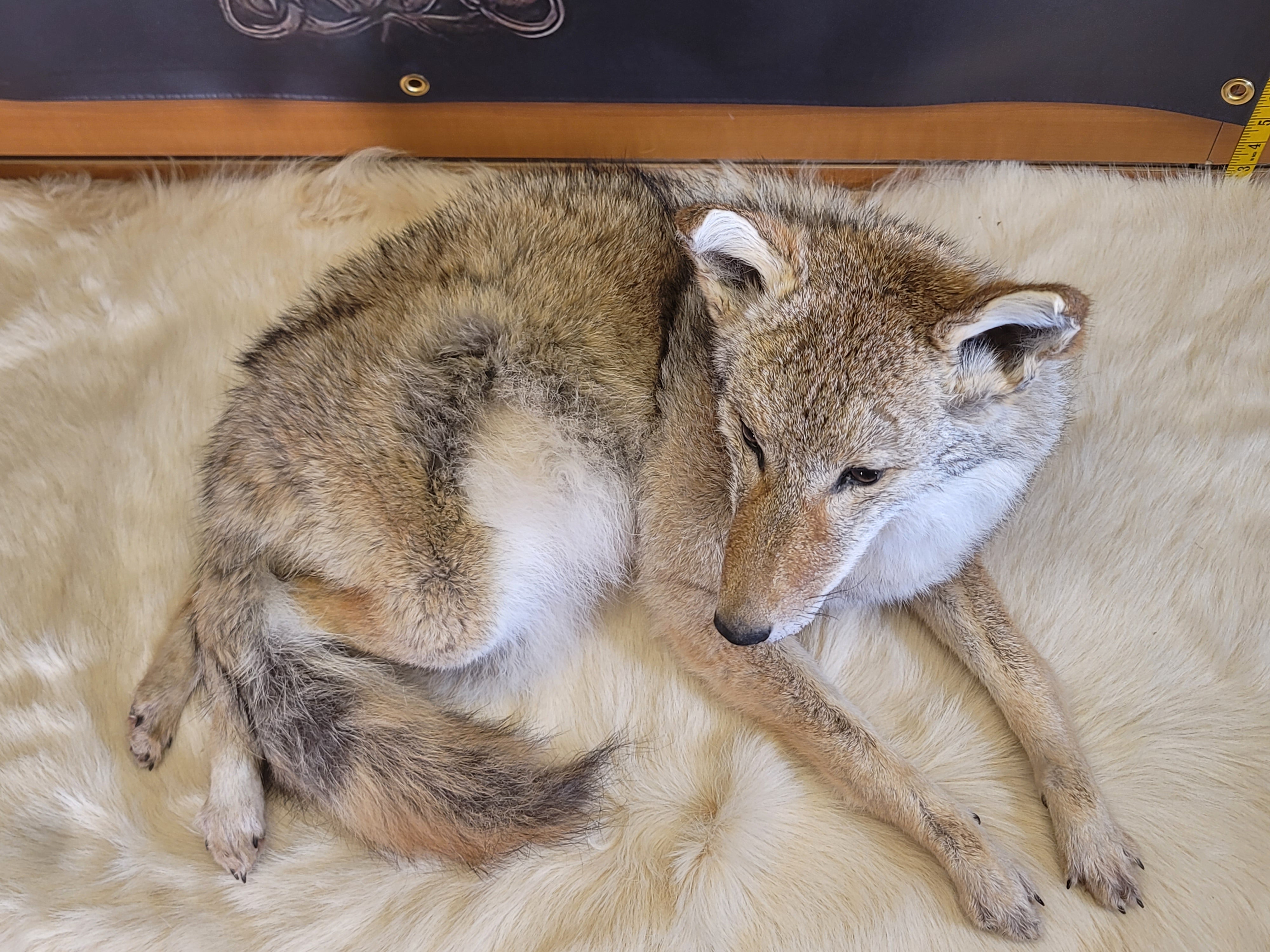 FHCOY301- Coyote Taxidermy Mount