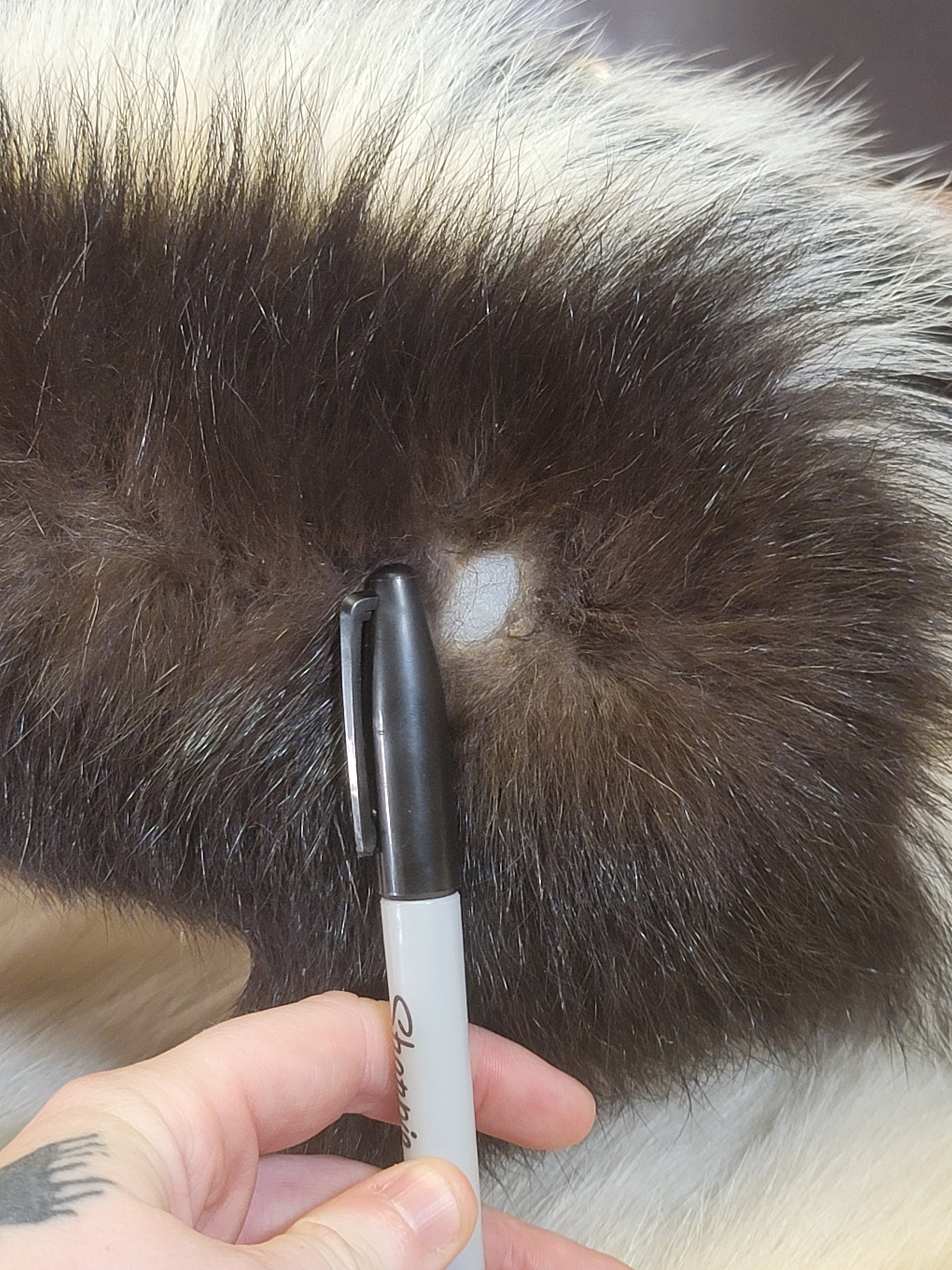 FHSKU303- Skunk Taxidermy Mount