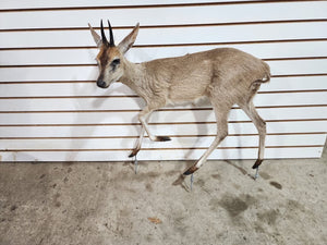 Steinbok Deer Fawn Taxidermy Mount