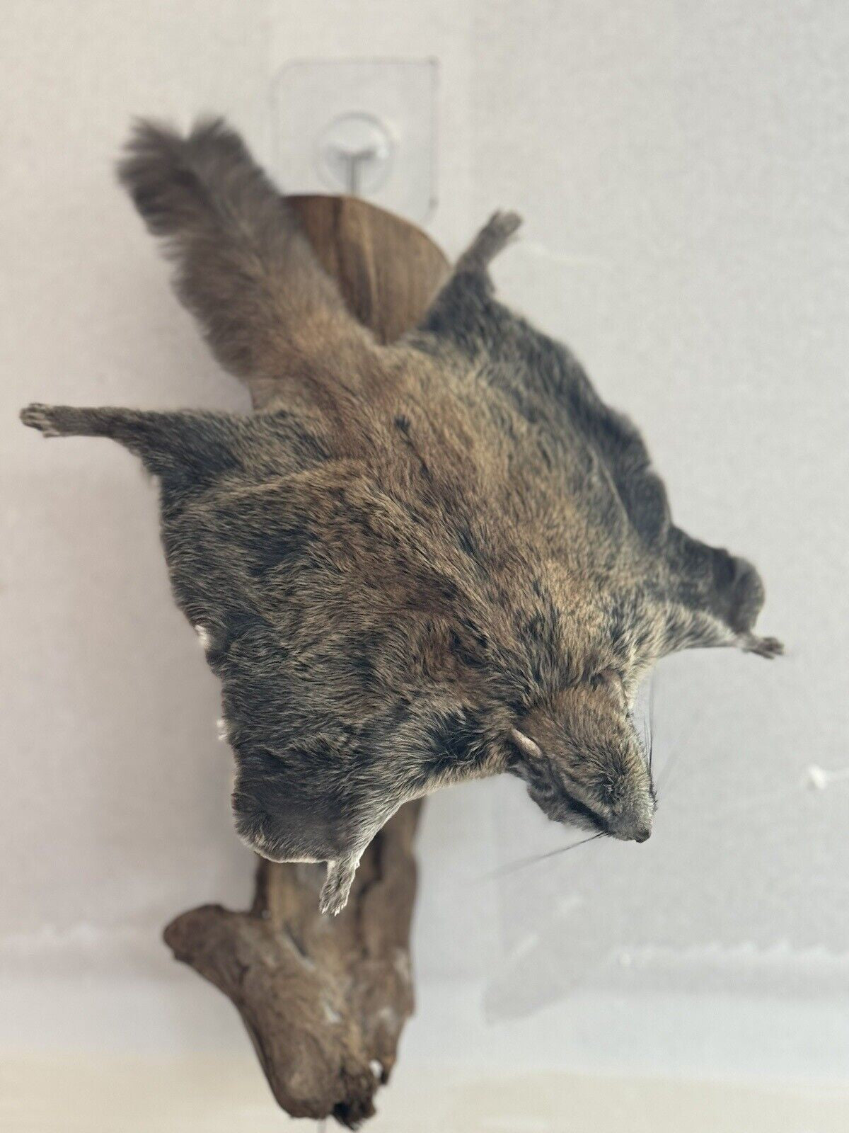 Beautiful Adorable Flying Squirrel Small Animal Taxidermy Mount Art Wildlife #9