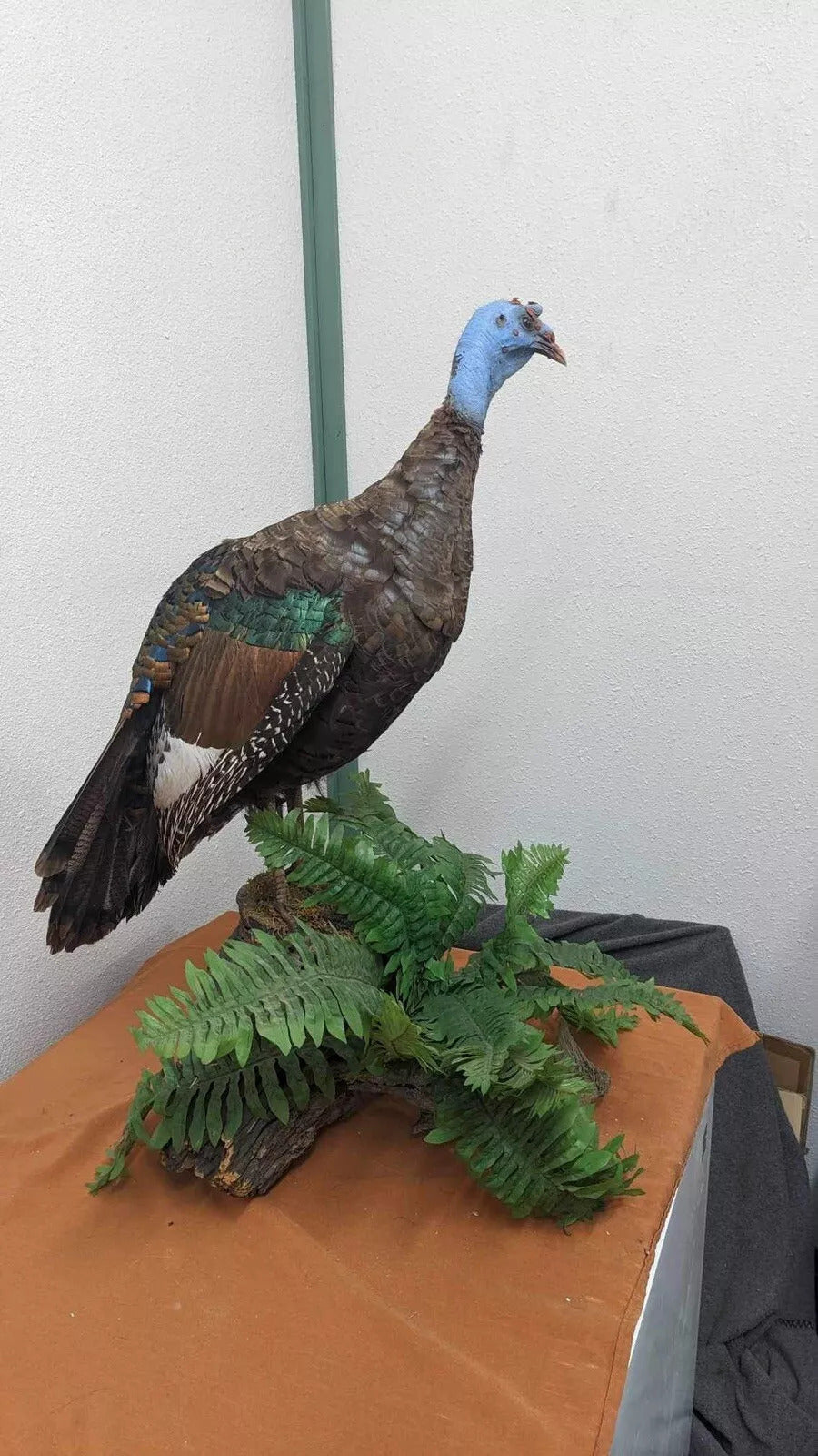 Full Mounted Taxidermy Ocellated Turkey with Custom Base