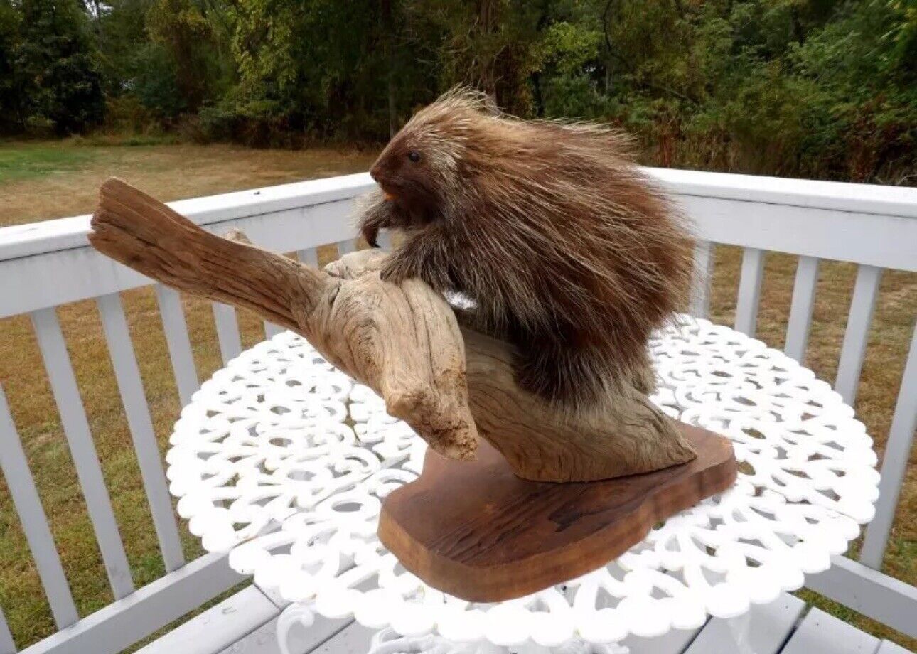 Old Taxidermy Porcupine Wooden Stand Cabin Decor