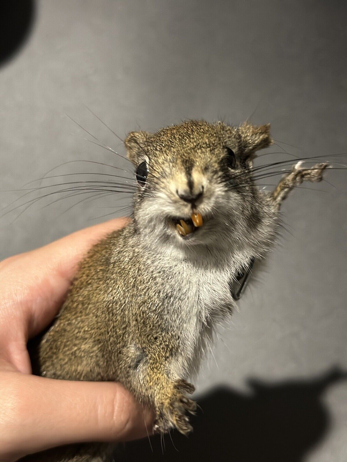 Beautiful Adorable Red Squirrel Small Animal Taxidermy Mount Art Wildlife 32S