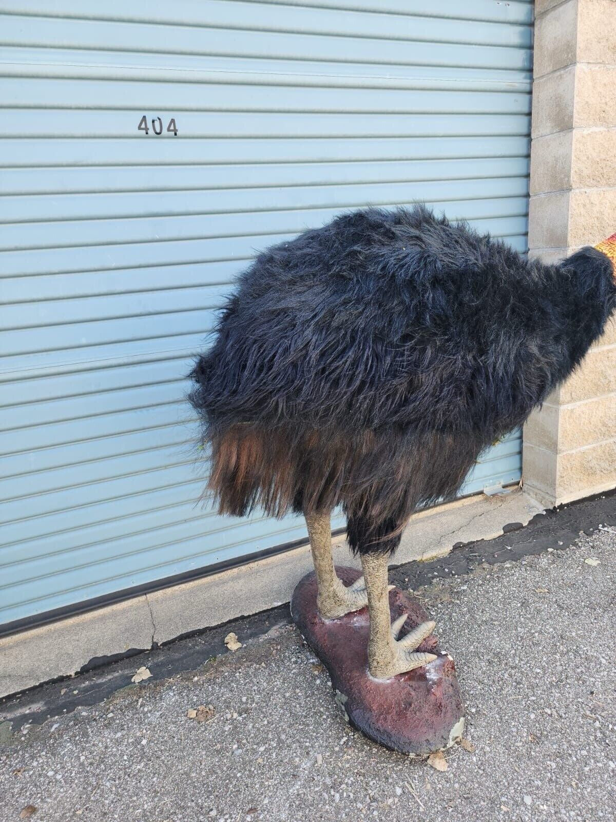 Reproduction Cassowary Taxidermy Full Body Mount Bird