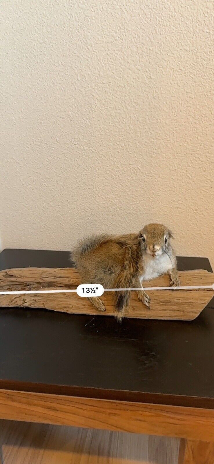 Beautiful Adorable Red Squirrel Small Animal Taxidermy Mount Art Wildlife