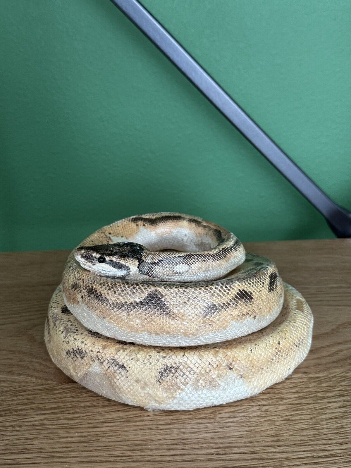 Real Ball Dinker Python Taxidermy Mount