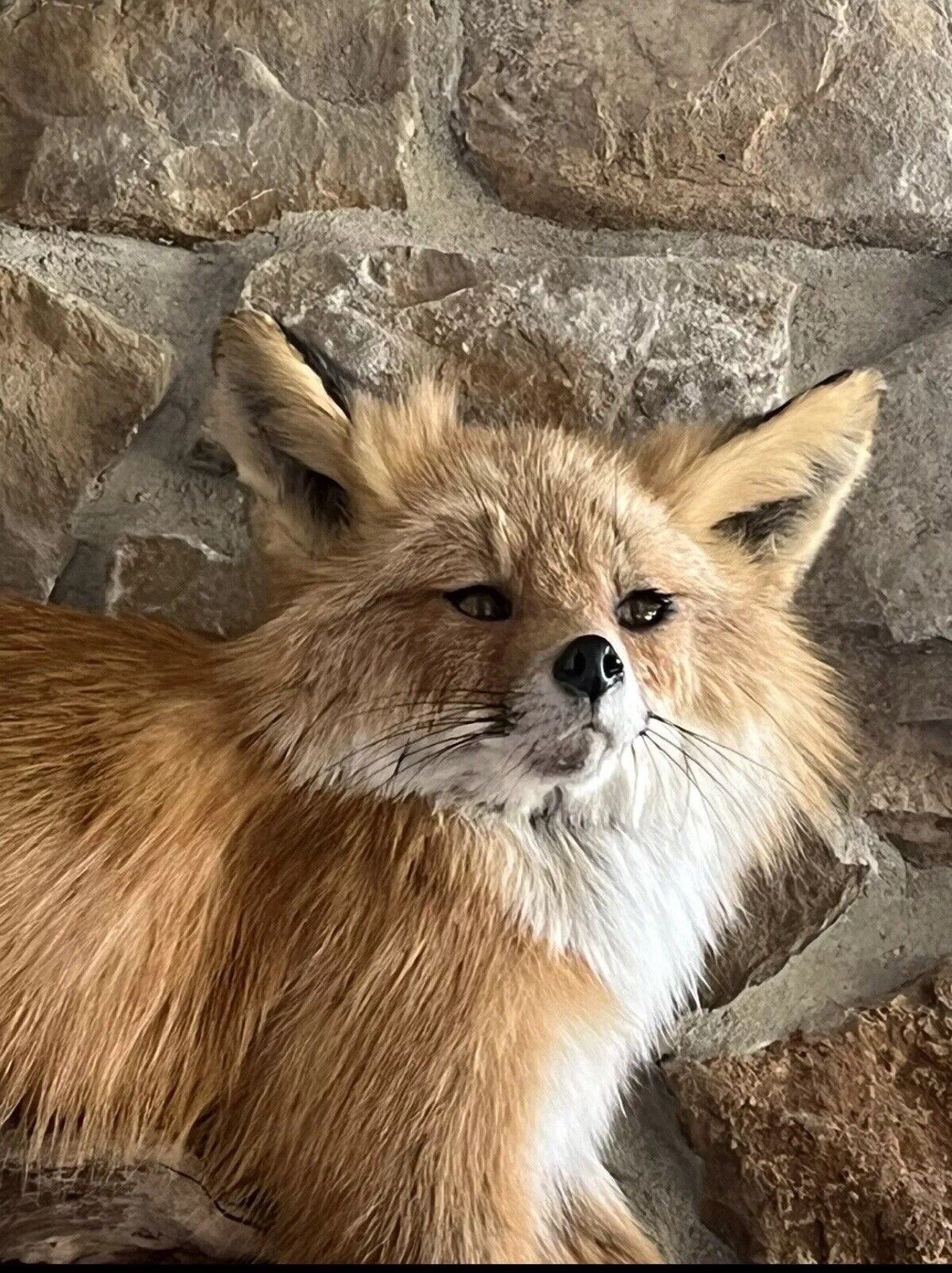 Red Fox Taxidermy Full Body Mount Cabin Camp Man Cave Home Office Den Decor NEW!