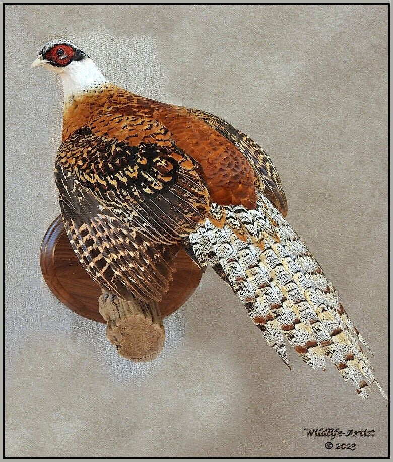 Pheasant Taxidermy Mount Bird Gamebird Feathers Exotic by Wildlife-Artist