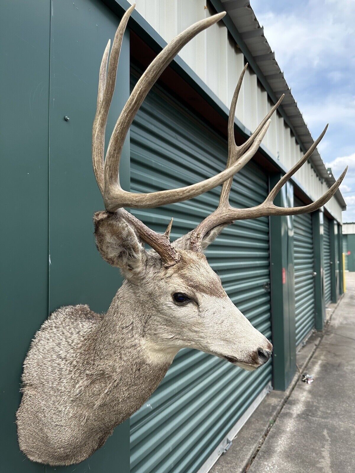 Deer Head Mount Taxidermy Antler Log Cabin Decor Hunt Horn