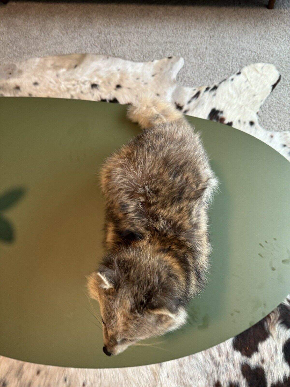 Cute Blonde Raccoon Taxidermy Mount