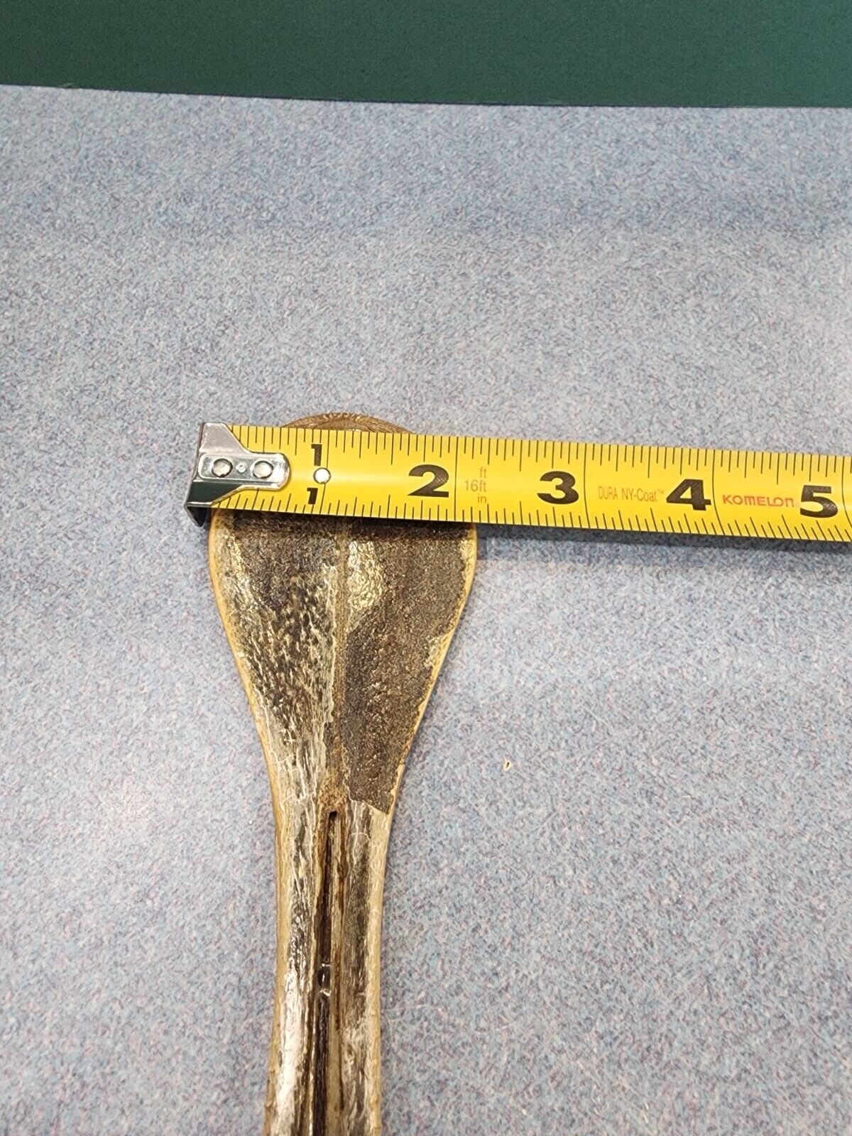 Real African spoonbill Bird Skull Taxidermy Sk1