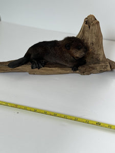 Beautiful Adorable Baby Beaver Kit Taxidermy Mount Art Wildlife #8