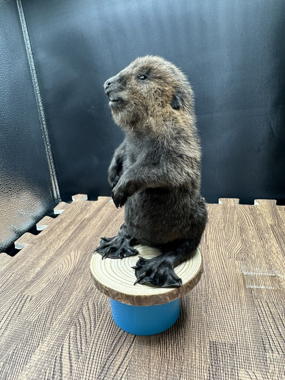 Beautiful Adorable Baby Beaver Kit Taxidermy Mount Art Wildlife 33B