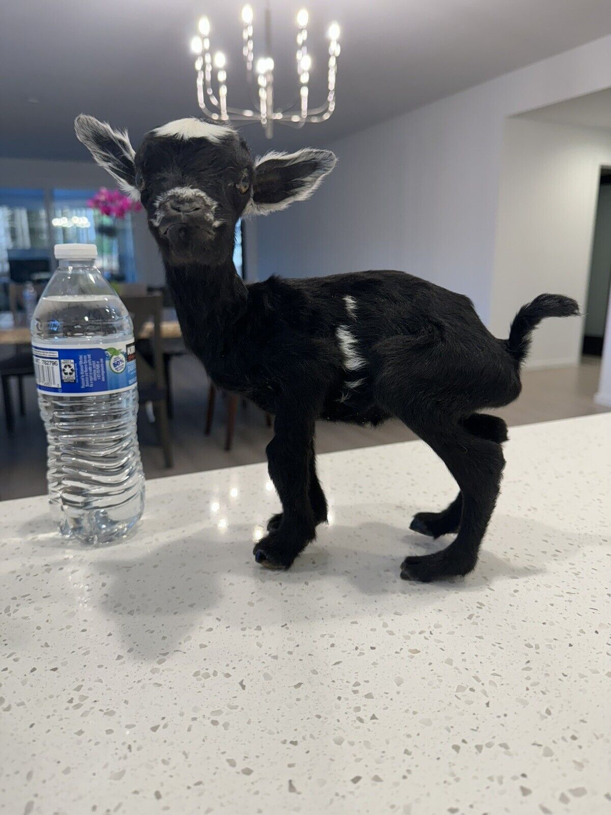 Super Tiny Baby Goat Taxidermy Mount