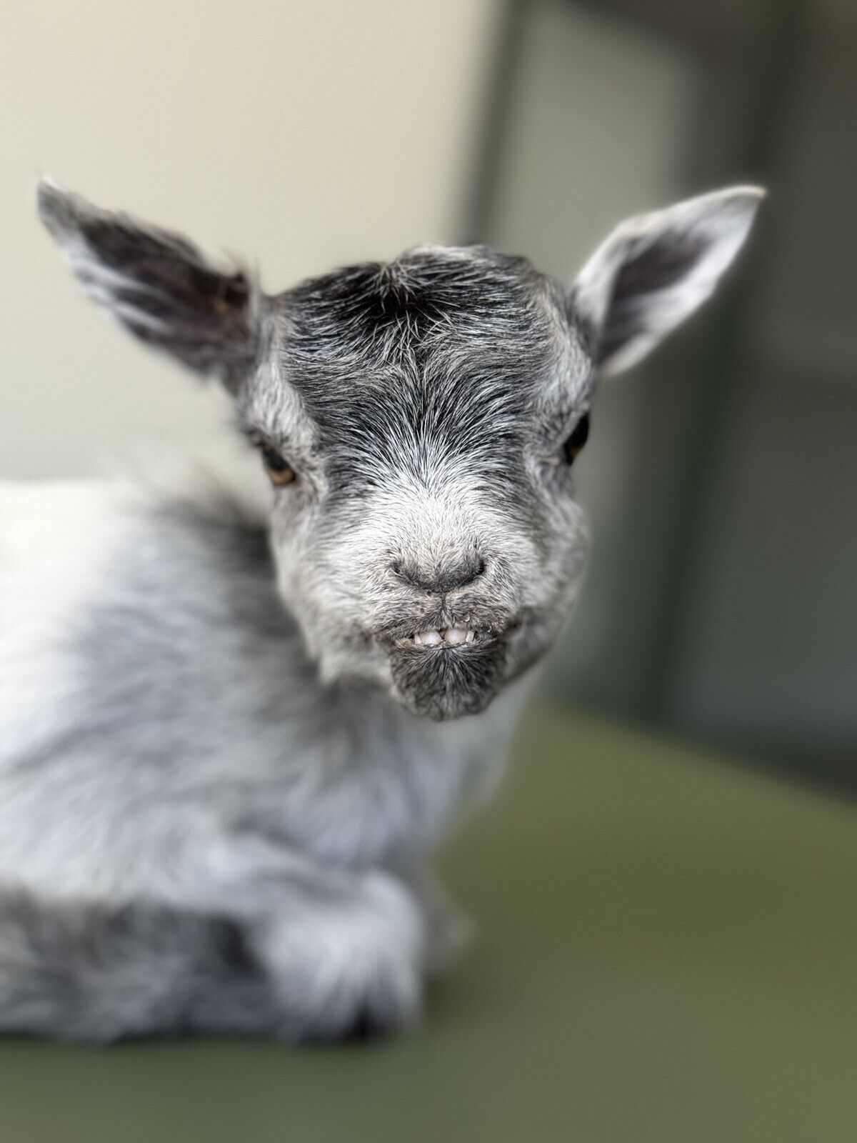 Super Tiny Baby Goat Taxidermy Mount