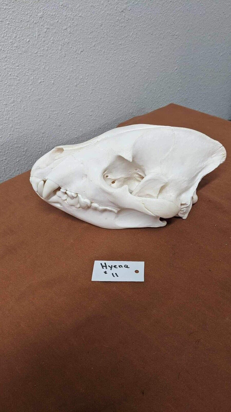 Large Hyena Complete Skull Taxidermy