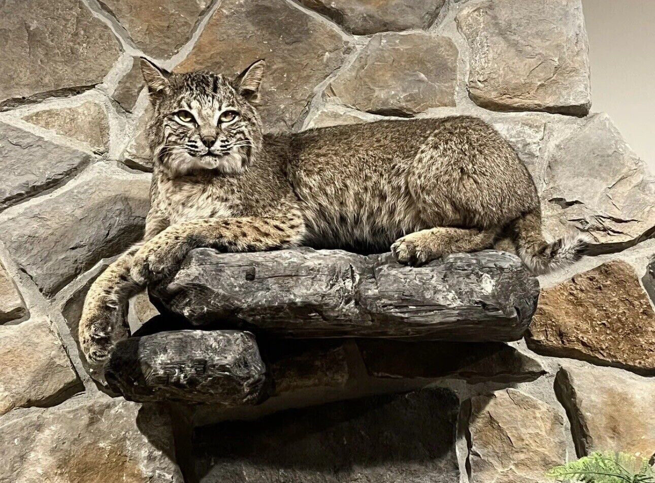 Bobcat Taxidermy Full Body Mount Cabin Camp Man Cave Home Office Den Decor NEW!