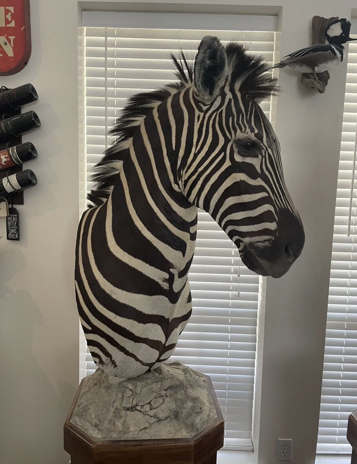 Burchells Zebra Pedestal Mount African Safari Taxidermy