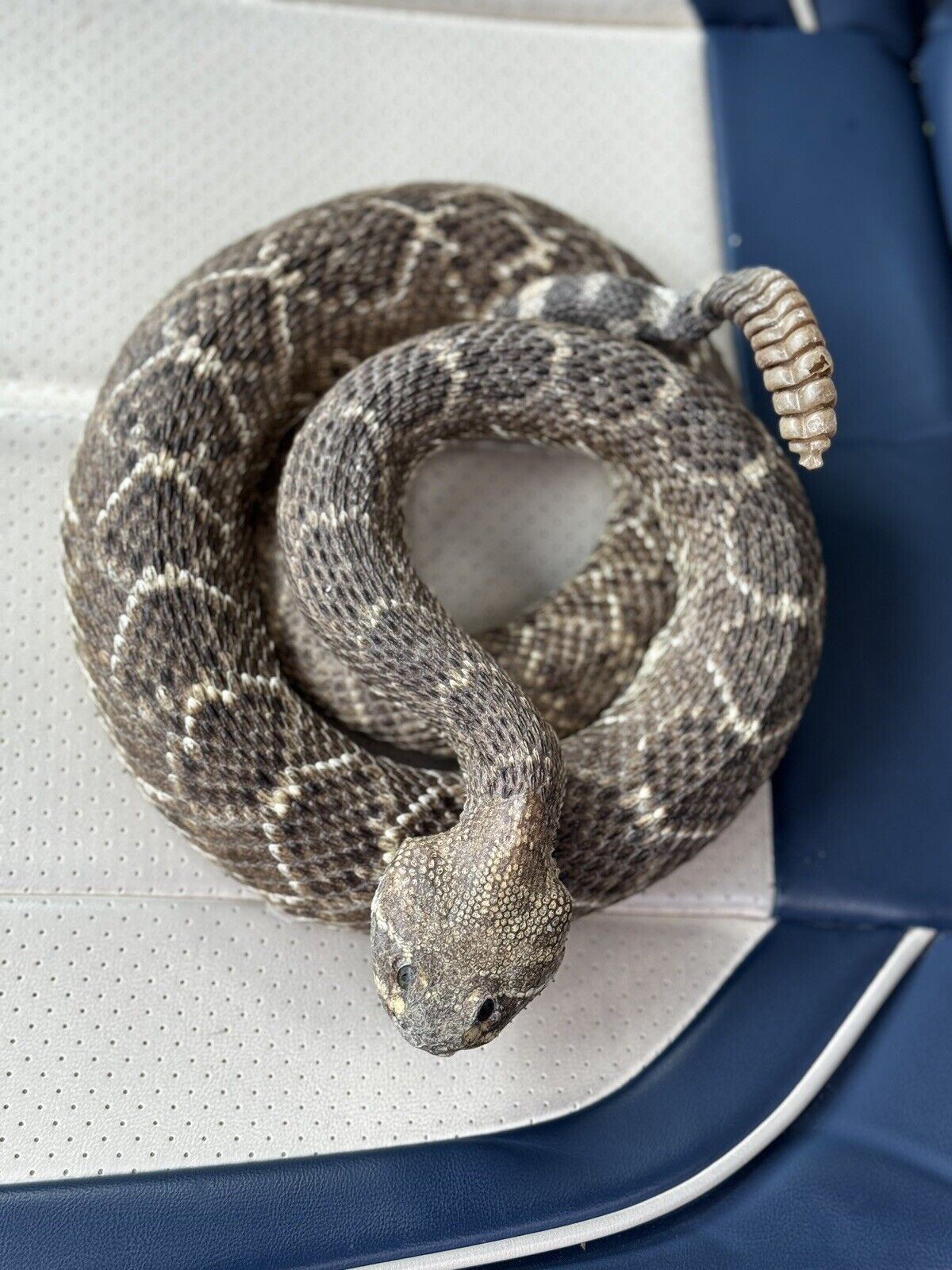 Large Real Rattle Snake Taxidermy Mount