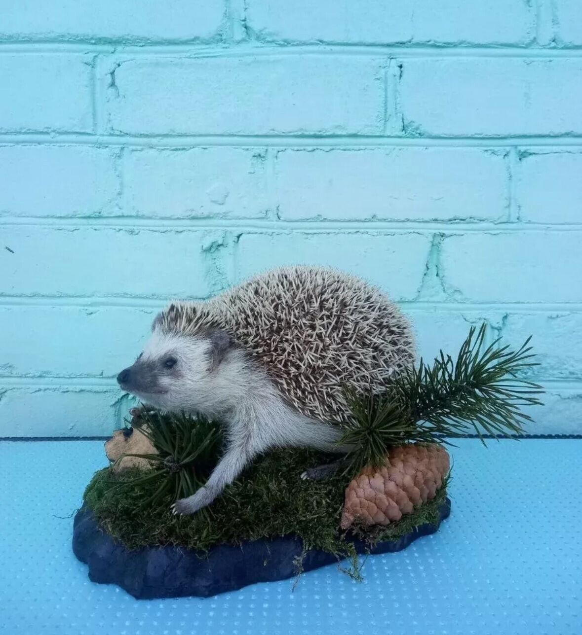 Large Hedgehog Taxidermy Mount