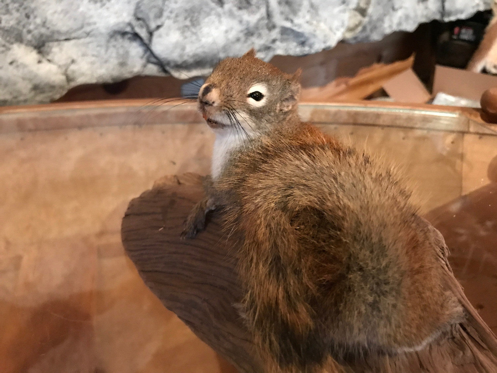 Cute red squirrel taxidermy mount