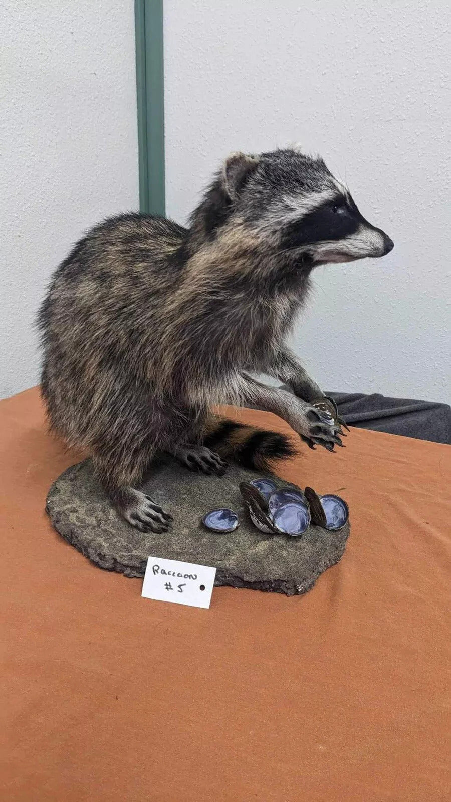 Raccoon Taxidermy Mount Custom Base