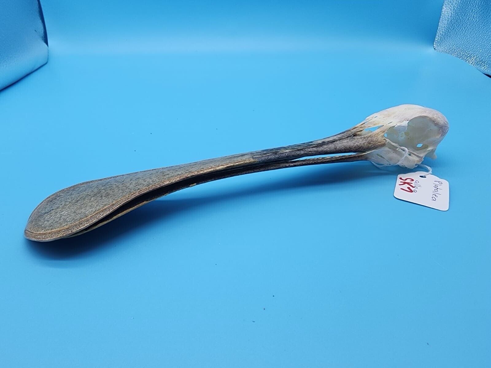 Real African spoonbill Bird Skull Taxidermy Sk7
