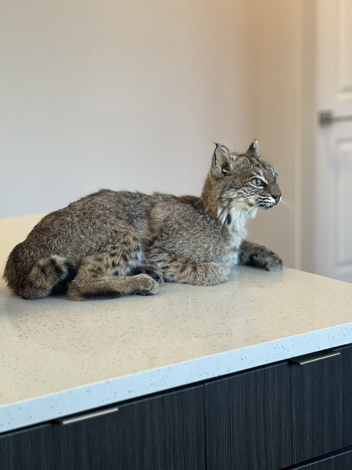 beautiful Juvenile real bobcat taxidermy mount museum quality