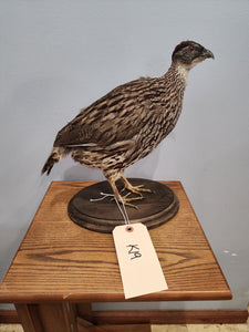 Beautiful Erckel's Francolin (Pternistis Erckelii) Bird Taxidermy Mount