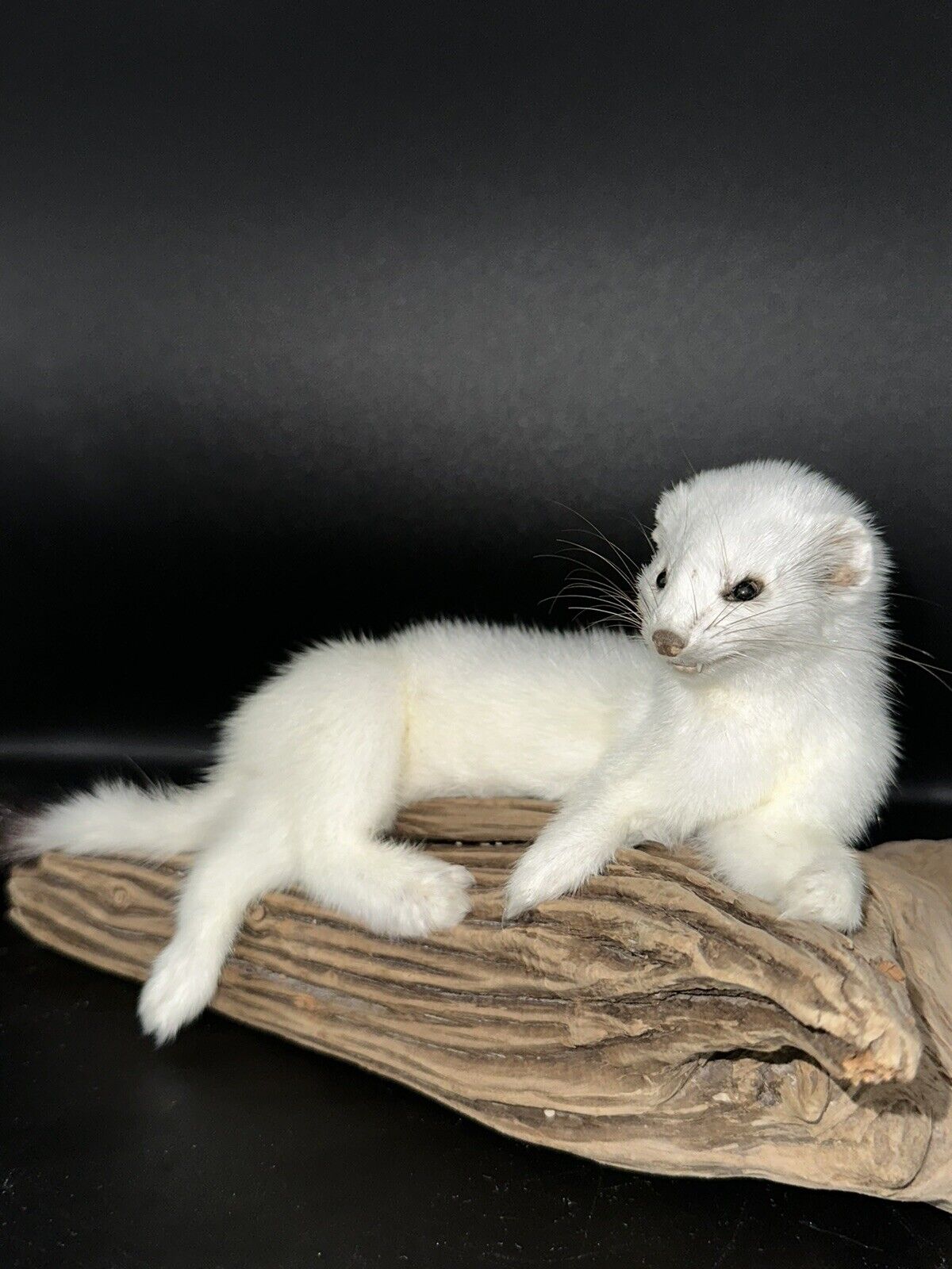 Beautiful Adorable Weasel Ermine Small Animal Taxidermy Mount Art Wildlife 21W