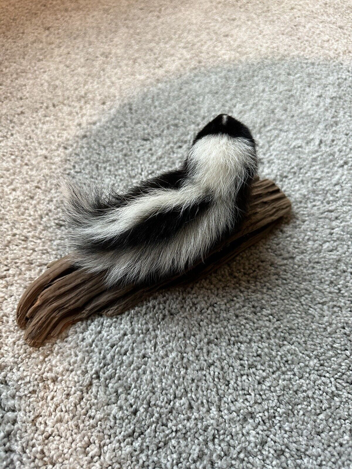 skunk baby taxidermy mount SK11