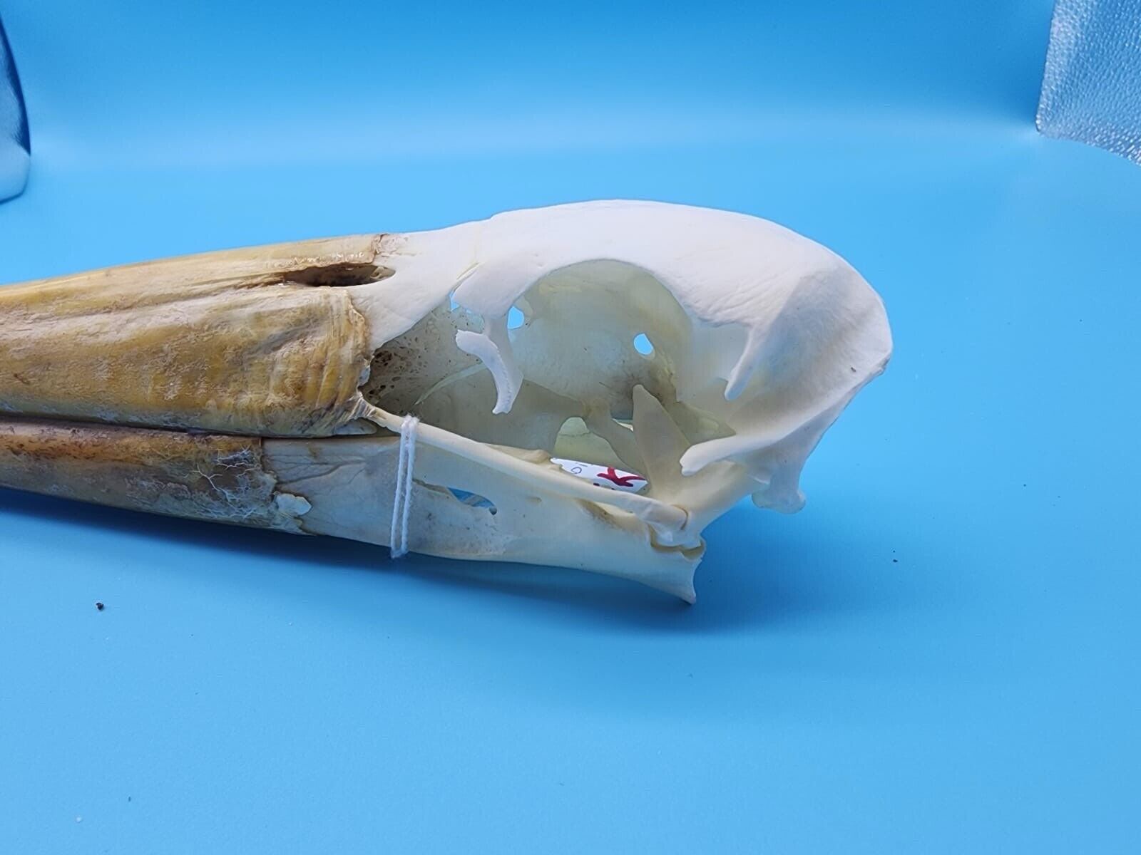Real Yellow-billed stork Bird Skull Taxidermy Sk6