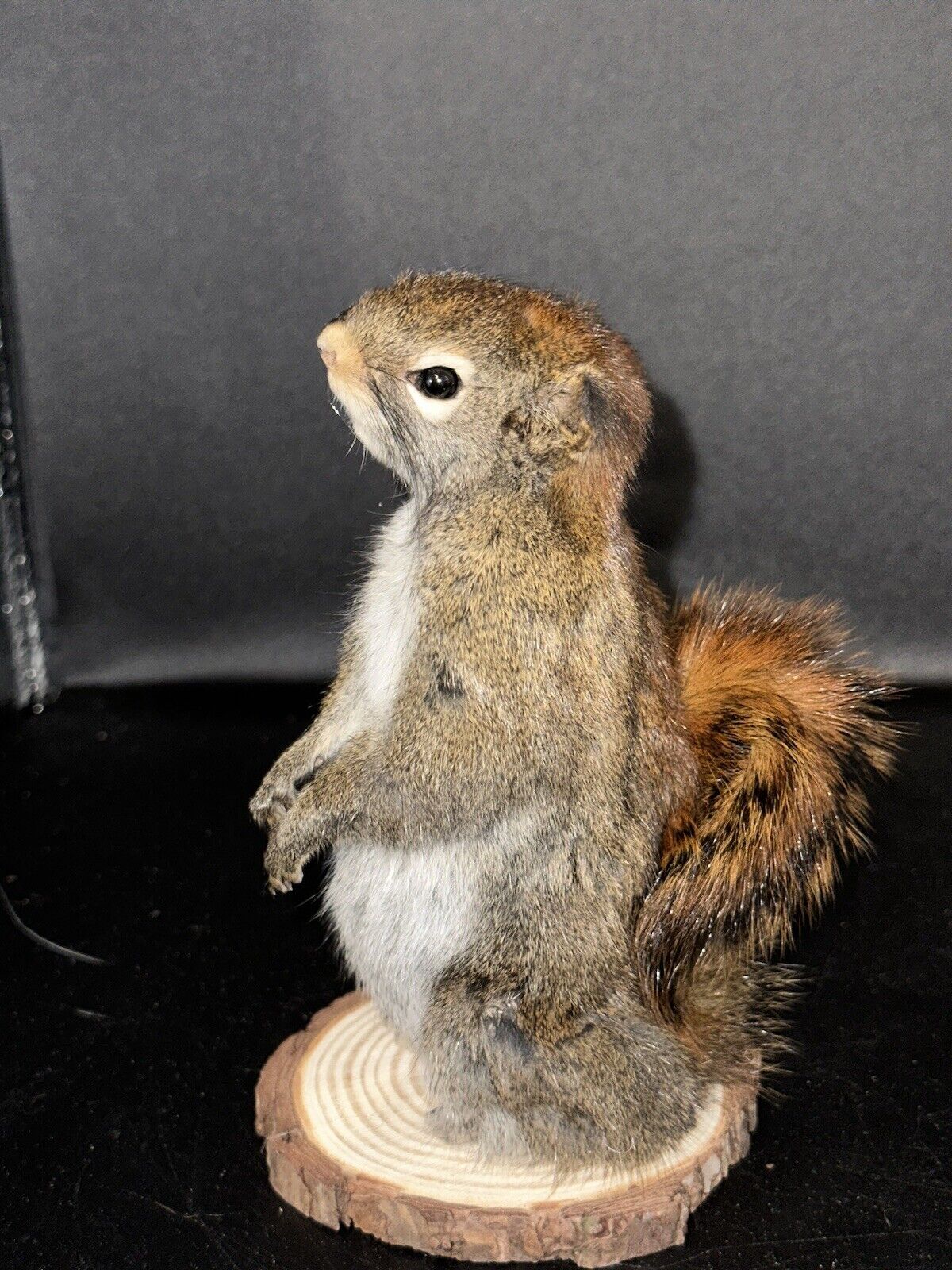 Beautiful Adorable Red Squirrel Small Animal Taxidermy Mount Art Wildlife 21S