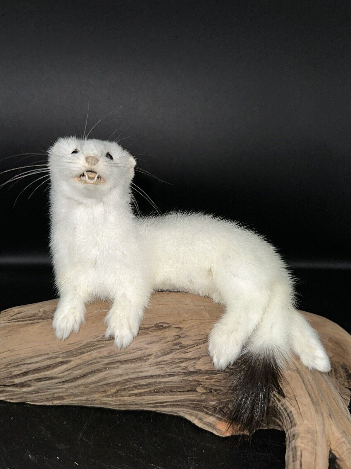 Beautiful Adorable Weasel Ermine Small Animal Taxidermy Mount Art Wildlife 18W