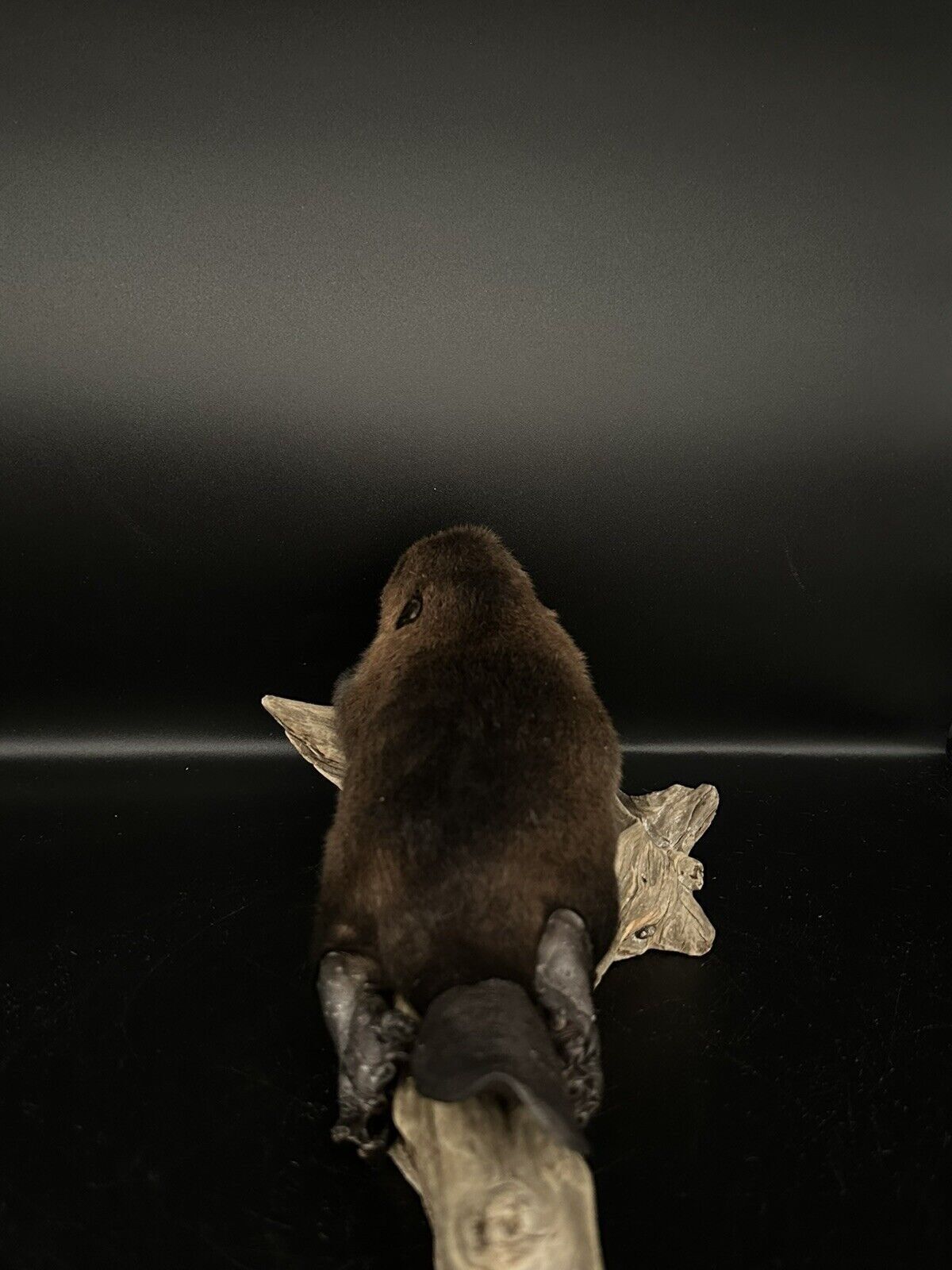 Beautiful Adorable Baby Beaver Kit Taxidermy Mount Art Wildlife 19B