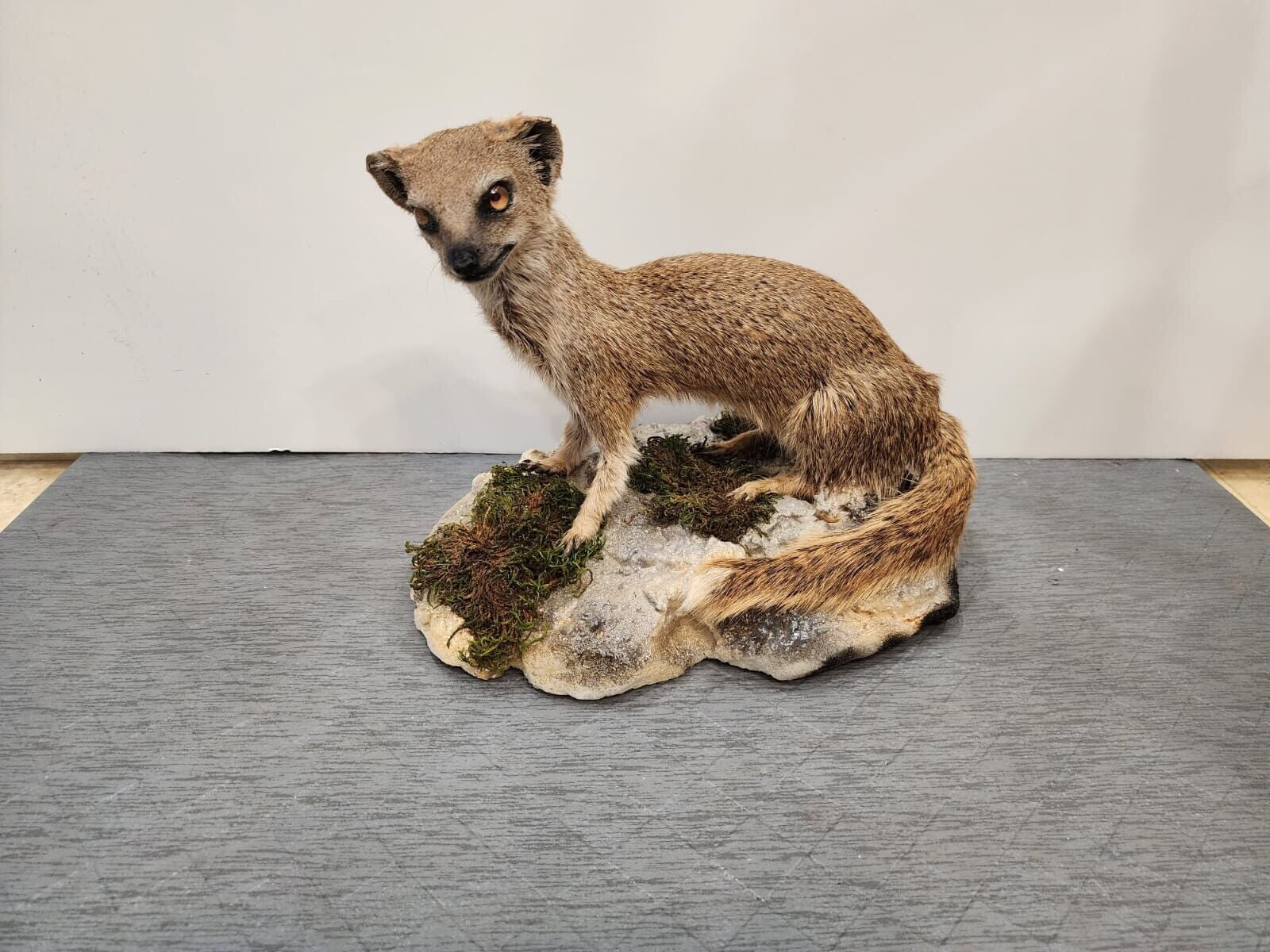 Rare yellow mongoose (Cynictis penicillata) Real Taxidermy Mount