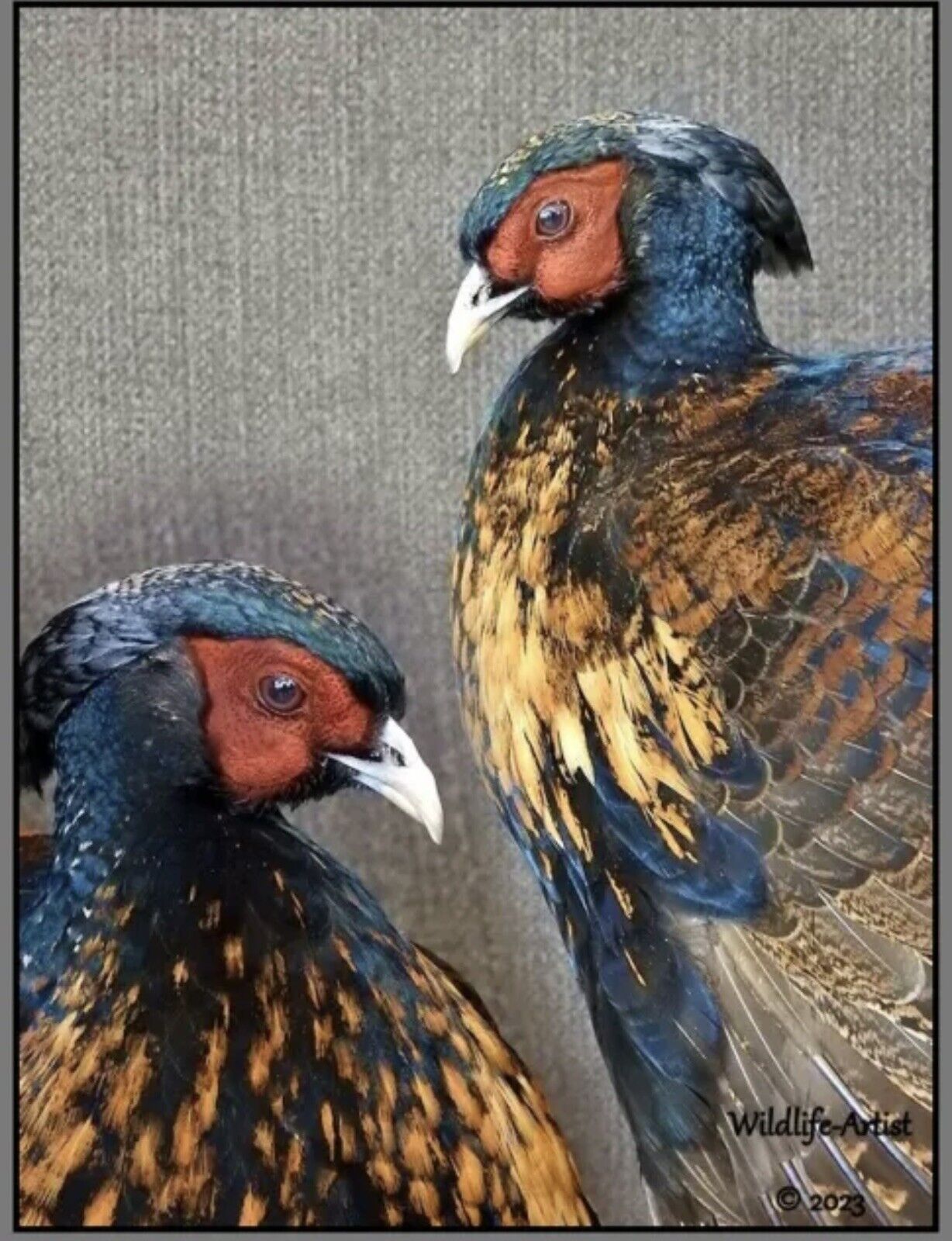 Pheasant Taxidermy Mount Bird Gamebird Feathers Exotic by Wildlife-Artist