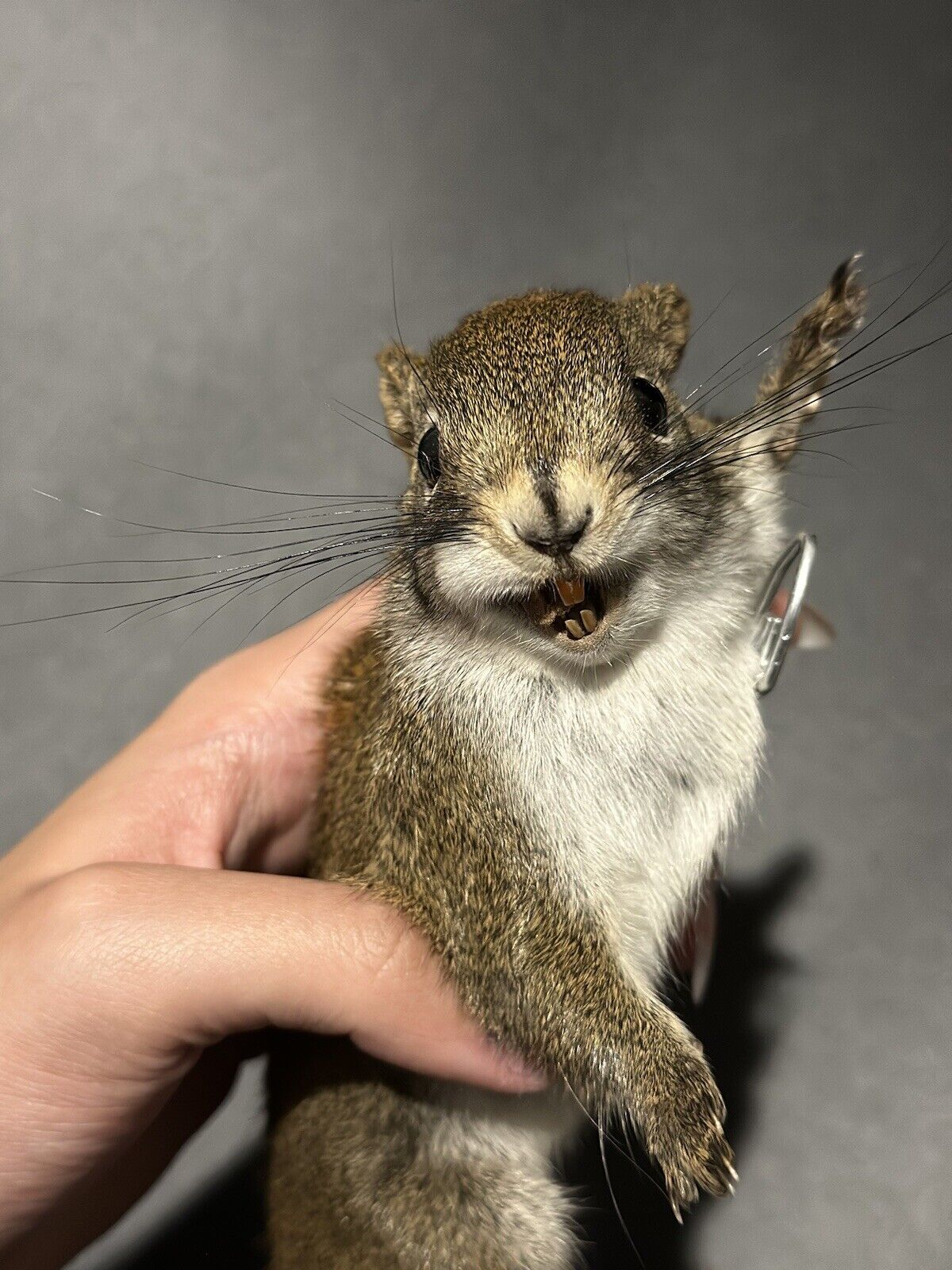 Beautiful Adorable Red Squirrel Small Animal Taxidermy Mount Art Wildlife 30S