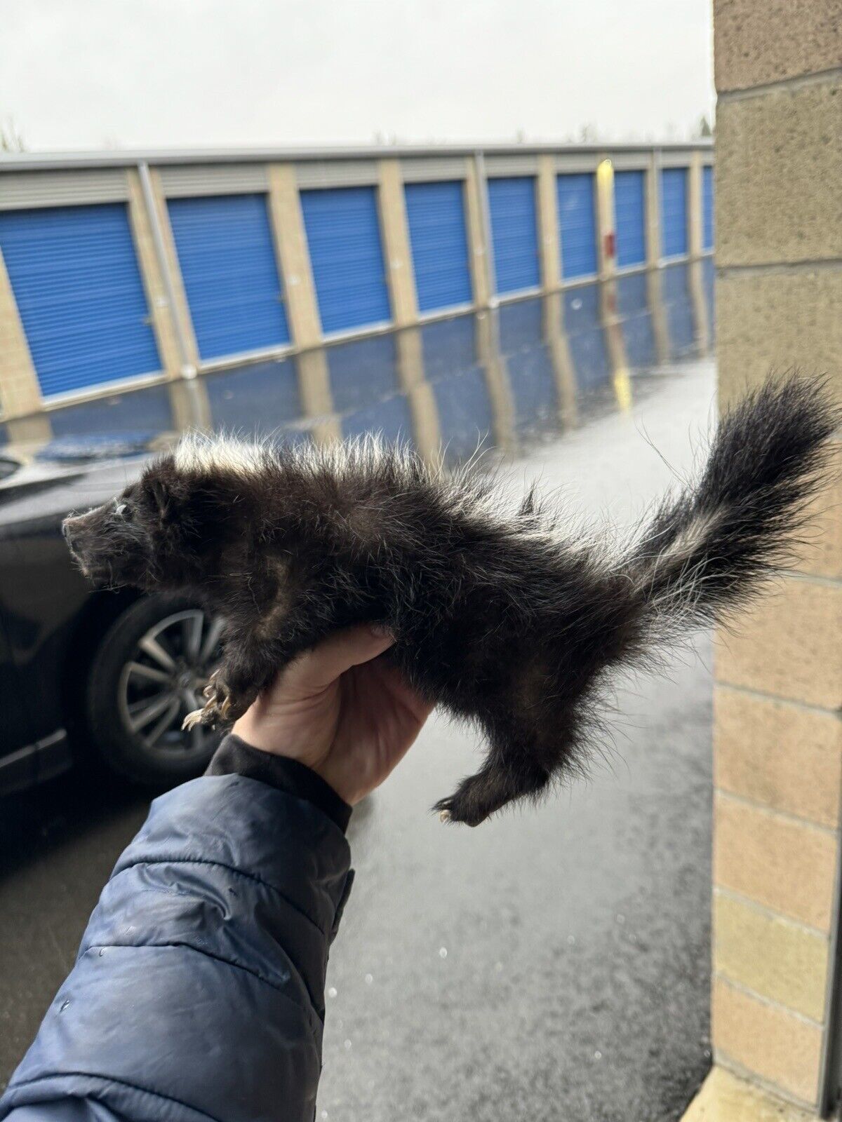 skunk baby taxidermy mount