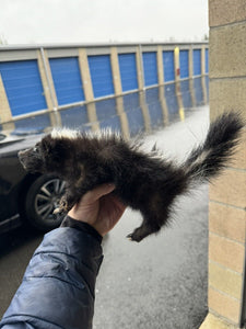 skunk baby taxidermy mount