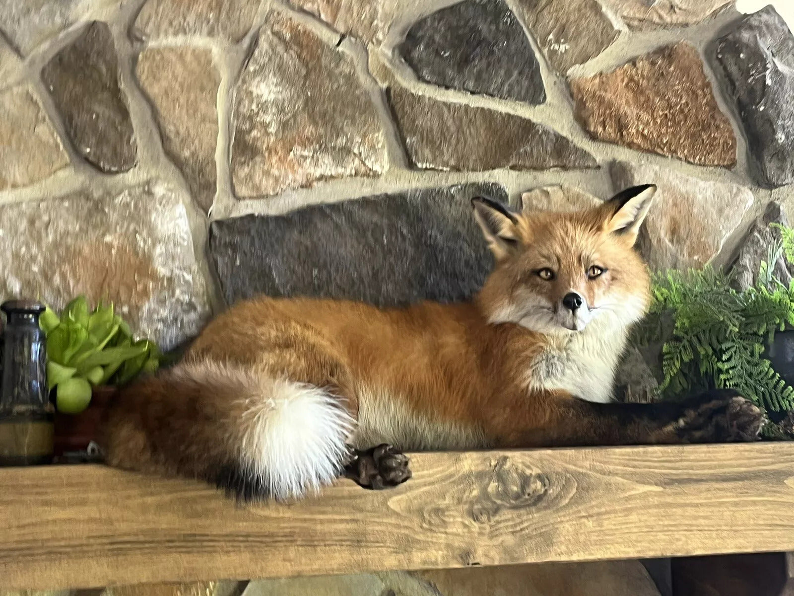 Red Fox Taxidermy Full Body Mount Cabin Camp Man Cave Home Office Den Decor NEW!