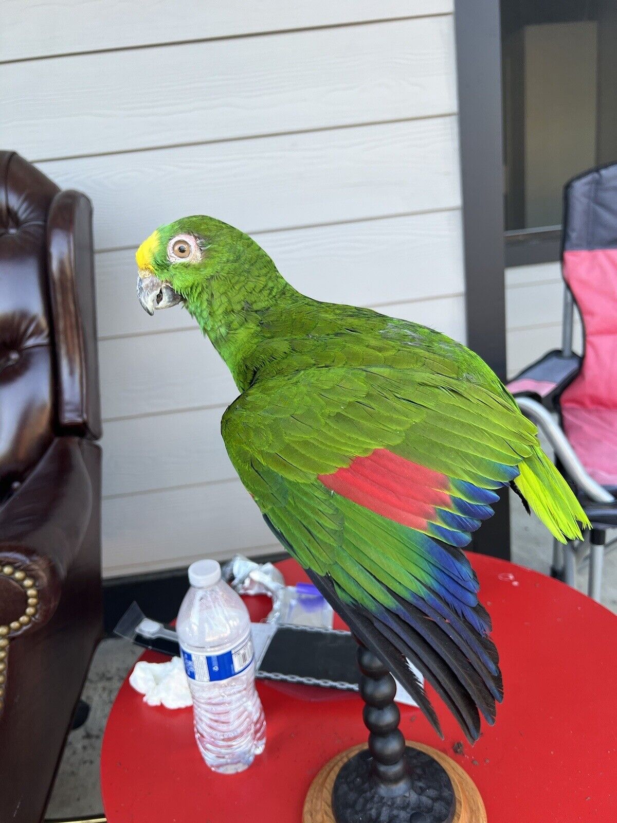 yellow crowned amazon Parrot Taxidermy Mount